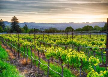Level Vineyard with Mountain Range in the Distance